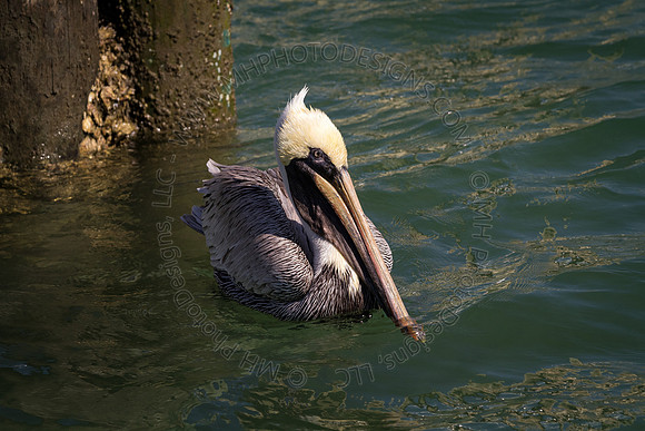 Florida 2012 ~ Week 2-106
