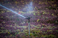 Saratoga Harvest 2012-020