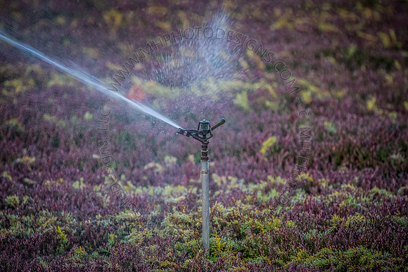 Saratoga Harvest 2012-020