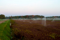 Saratoga Harvest 2012-013