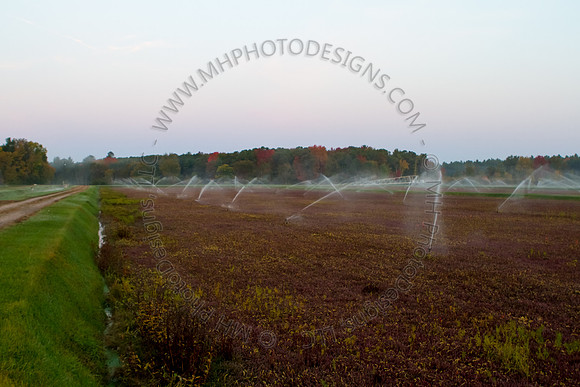 Saratoga Harvest 2012-013