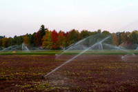 Saratoga Harvest 2012-014