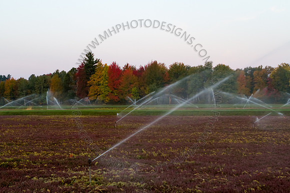 Saratoga Harvest 2012-014
