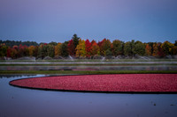Saratoga Harvest 2012-009