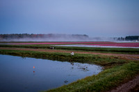 Saratoga Harvest 2012-011