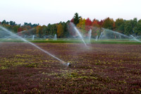 Saratoga Harvest 2012-015