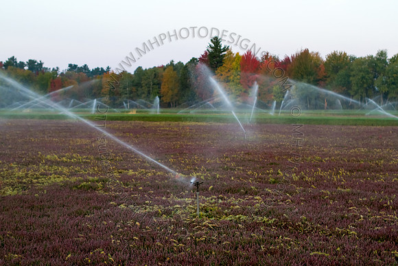 Saratoga Harvest 2012-015