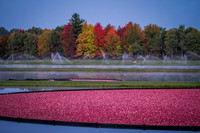 Saratoga Harvest 2012-008