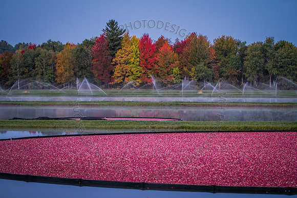 Saratoga Harvest 2012-008