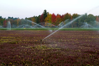 Saratoga Harvest 2012-016