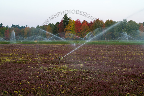 Saratoga Harvest 2012-016