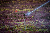 Saratoga Harvest 2012-019