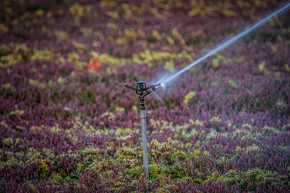 Saratoga Harvest 2012-019