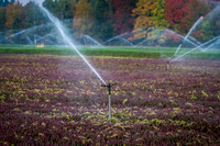 Saratoga Harvest 2012-017