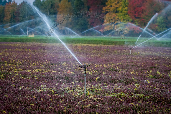 Saratoga Harvest 2012-017