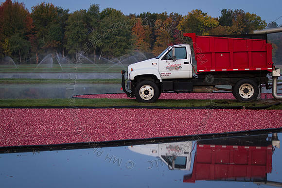 Saratoga Harvest 2012-007