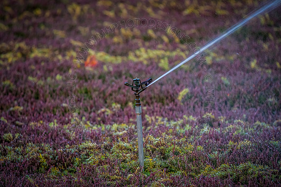 Saratoga Harvest 2012-018