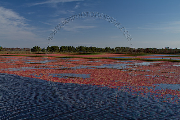 Cranberry Marsh II 2010-081