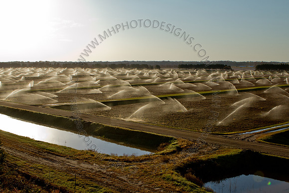 Cranberry Marsh II 2010-043