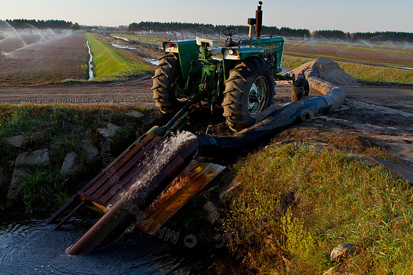 Cranberry Marsh II 2010-031