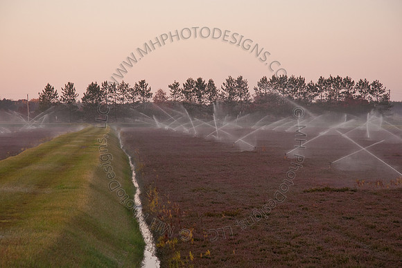 Cranberry Marsh II 2010-011
