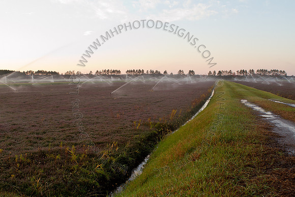 Cranberry Marsh II 2010-013
