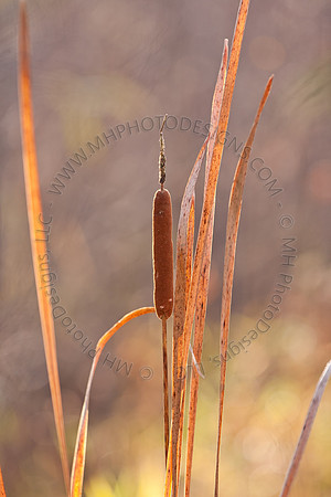 Cranberry Marsh II 2010-066