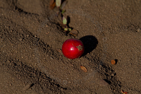 Cranberry Marsh II 2010-110