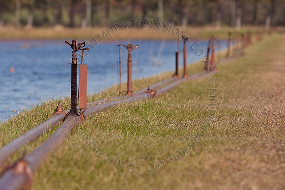 Cranberry Marsh II 2010-116