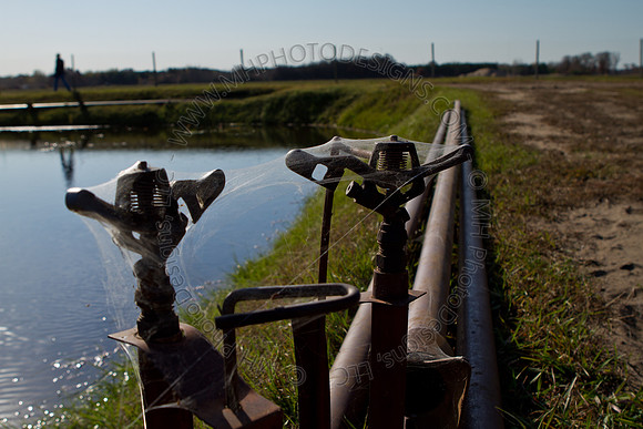 Cranberry Marsh II 2010-084