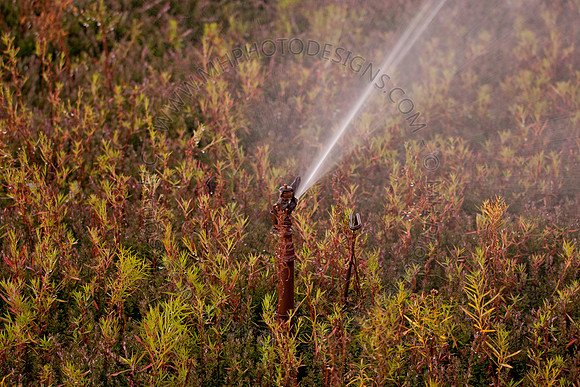 Cranberry Marsh II 2010-005