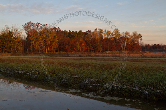 Cranberry Marsh II 2010-017