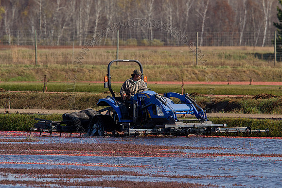 Cranberry Marsh II 2010-092