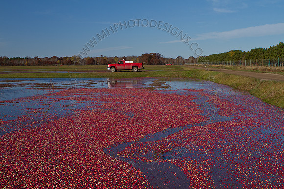 Cranberry Marsh II 2010-079