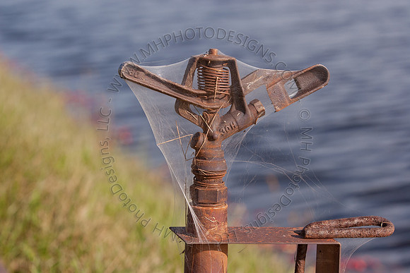 Cranberry Marsh II 2010-082