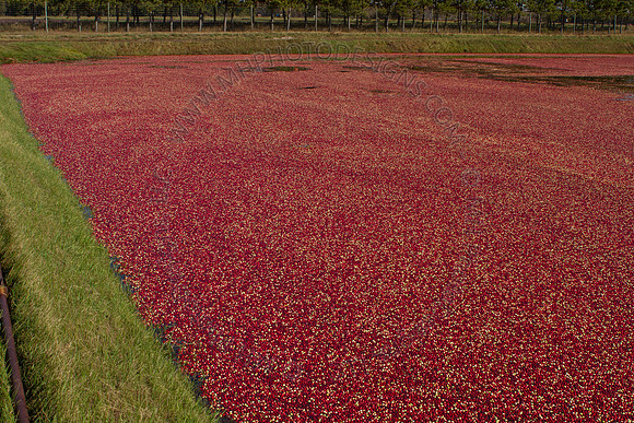 Cranberry Marsh II 2010-080