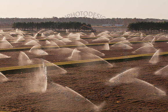 Cranberry Marsh II 2010-042