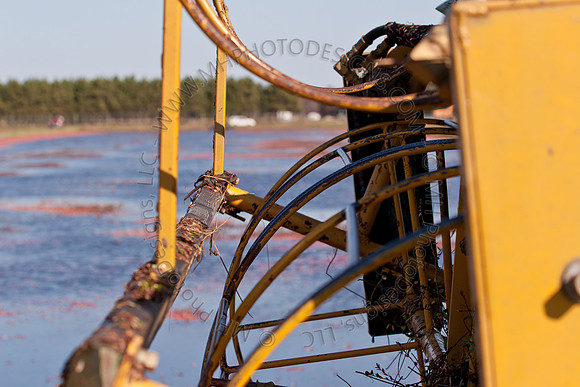 Cranberry Marsh II 2010-098