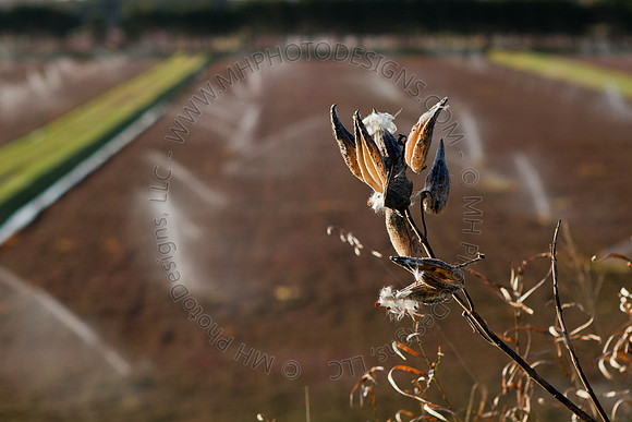 Cranberry Marsh II 2010-047