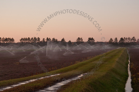 Cranberry Marsh II 2010-012