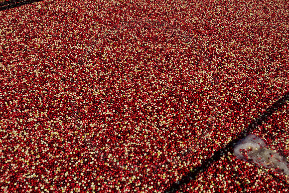 Cranberry Marsh II 2010-146