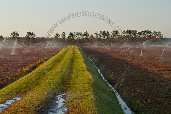 Cranberry Marsh II 2010-027