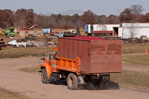 Cranberry Marsh II 2010-135
