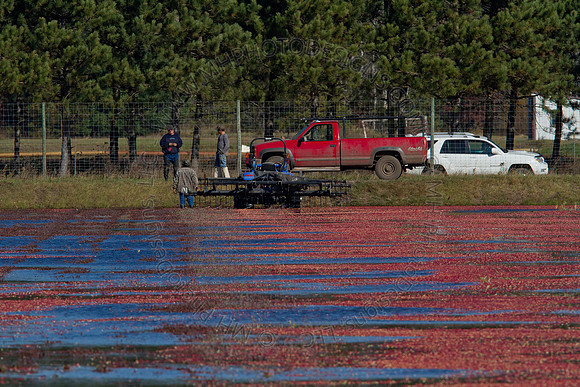 Cranberry Marsh II 2010-111