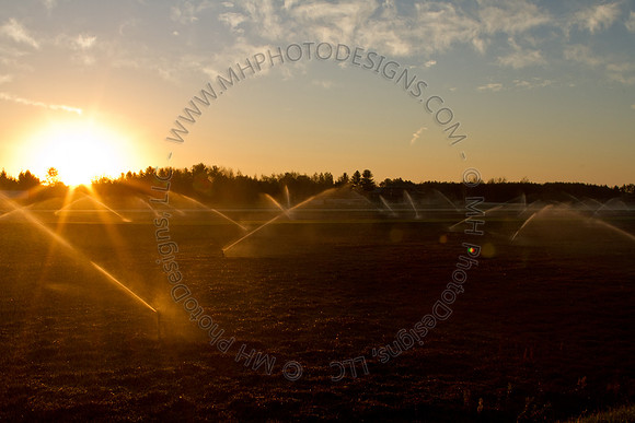 Cranberry Marsh II 2010-021