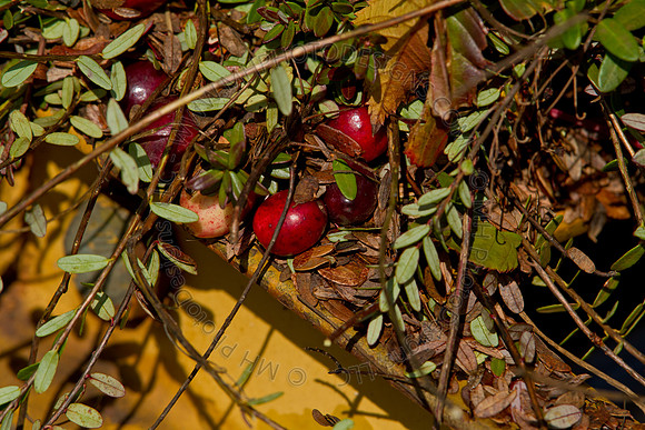 Cranberry Marsh II 2010-100