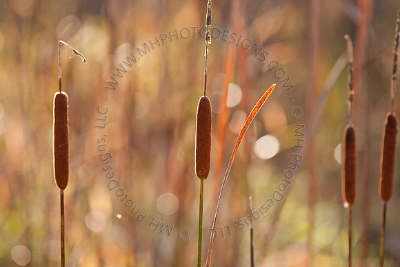Cranberry Marsh II 2010-061