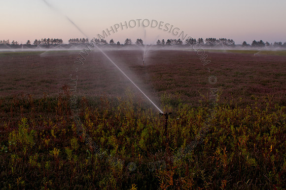 Cranberry Marsh II 2010-004