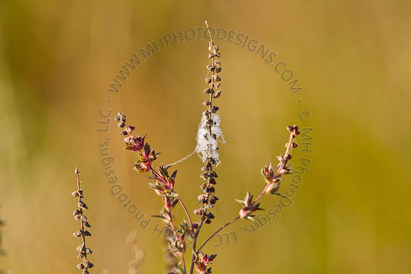 Cranberry Marsh II 2010-056
