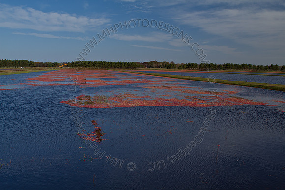 Cranberry Marsh II 2010-086
